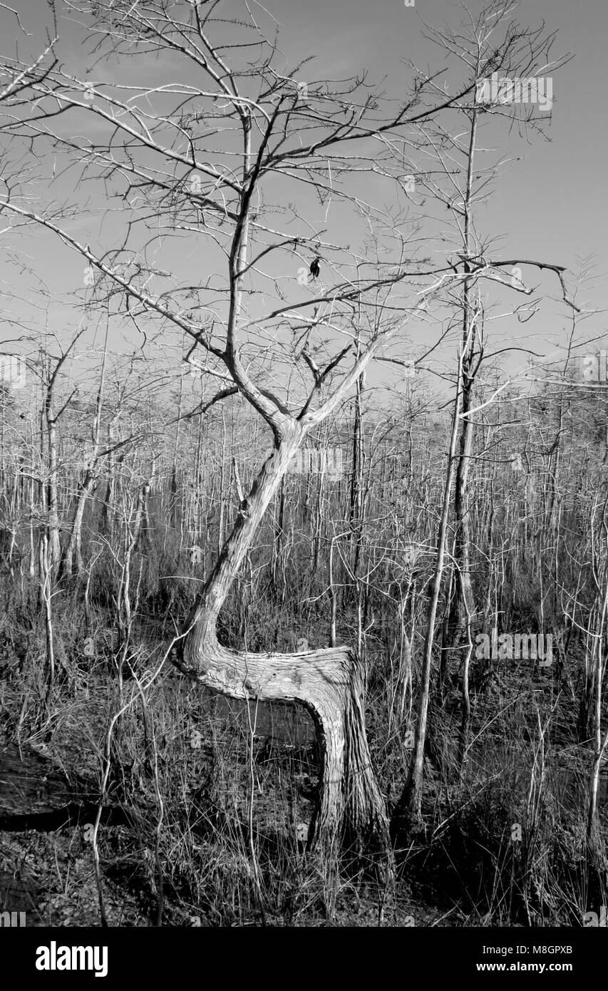 Cypress tree   . Stock Photo