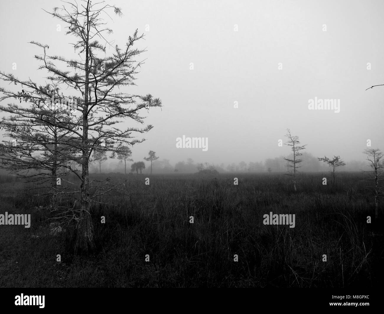 Big cypress national park Black and White Stock Photos & Images - Alamy