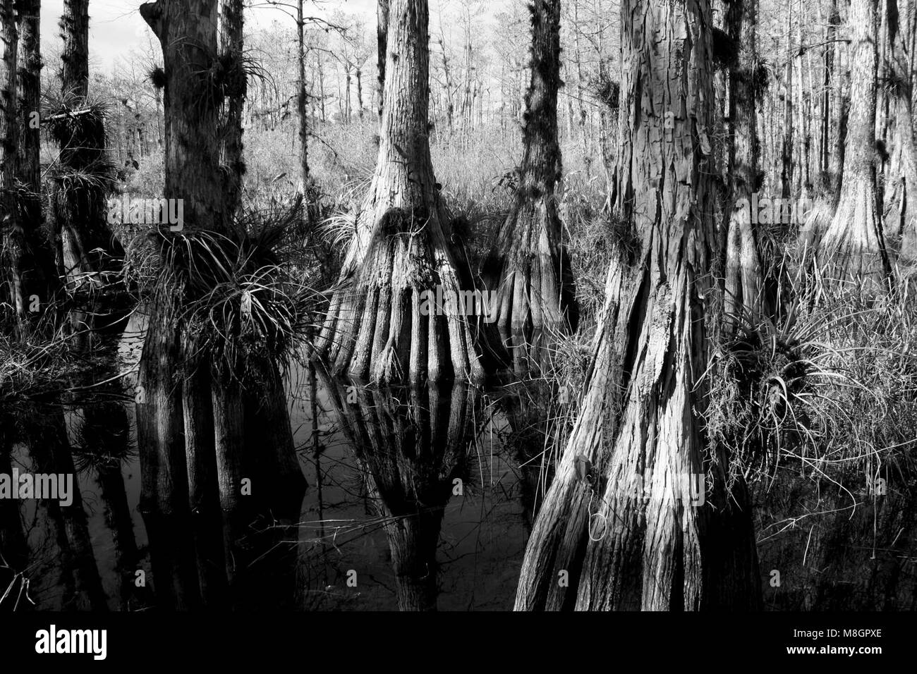 Cypress Trees   .About 12 miles N of Oasis on FL Trail Stock Photo