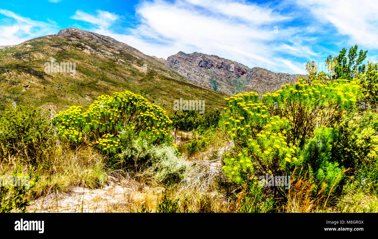 View of the Slanghoekberge Mountains and the Witrivier, flowing through the canyon, from the scenic Bainskloof Pass between the towns Ceres and Wellin Stock Photo