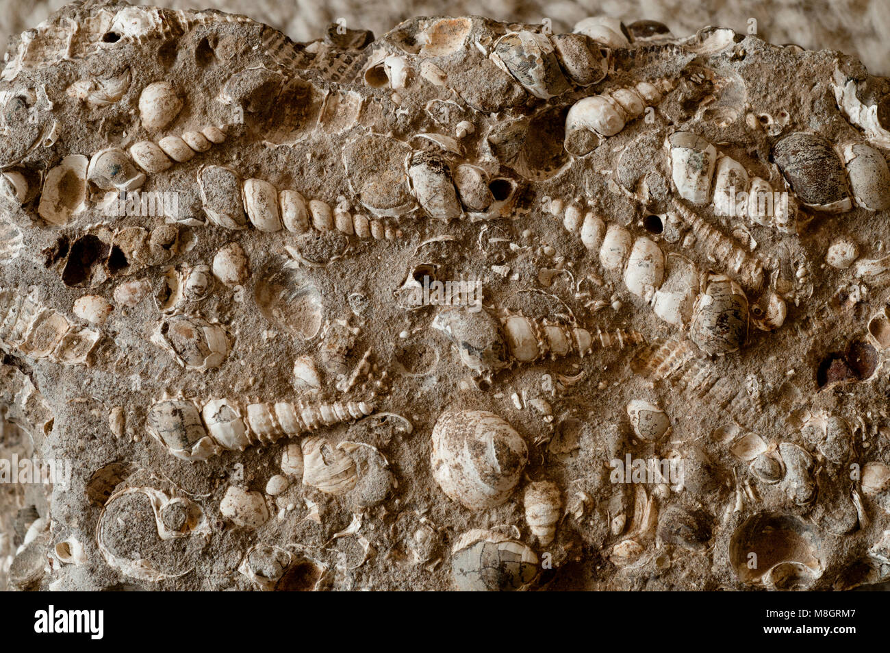 Turritella (spiral cones) and clam fossils in limestone found in SW Idaho Stock Photo