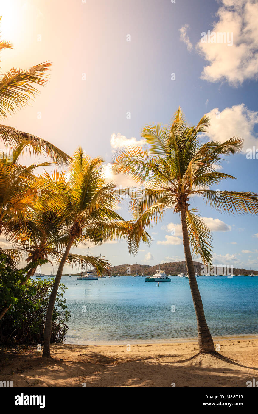 Beautiful beach with palm trees in British Virgin Islands Stock Photo