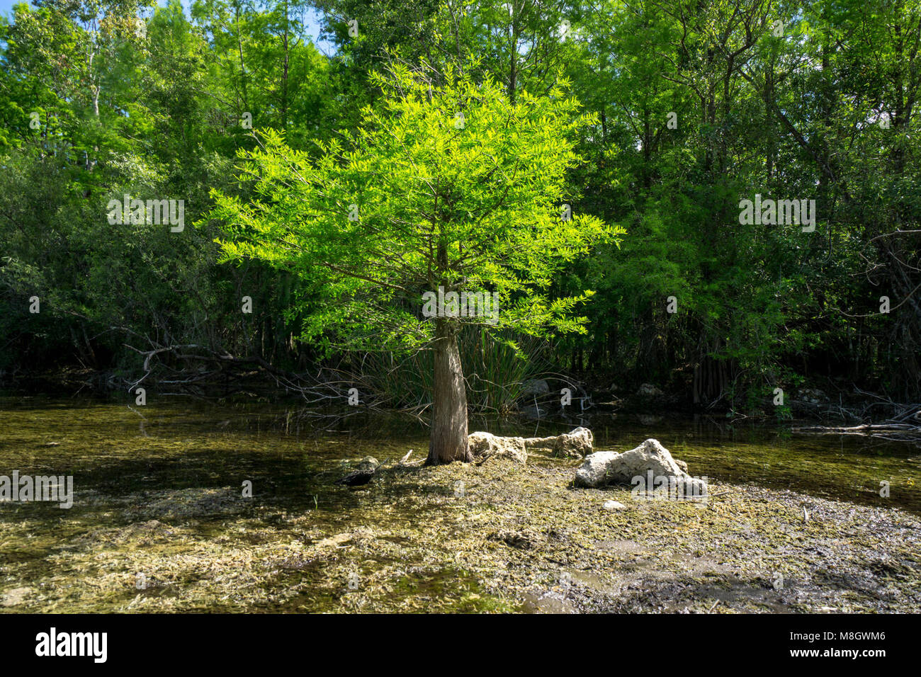 Swamp .Turner River Road Stock Photo Alamy