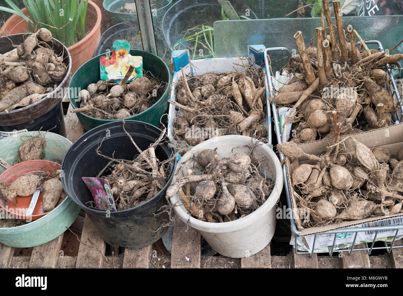 Dahlia flower tubers stored in a greenhouse over winter. UK Stock Photo