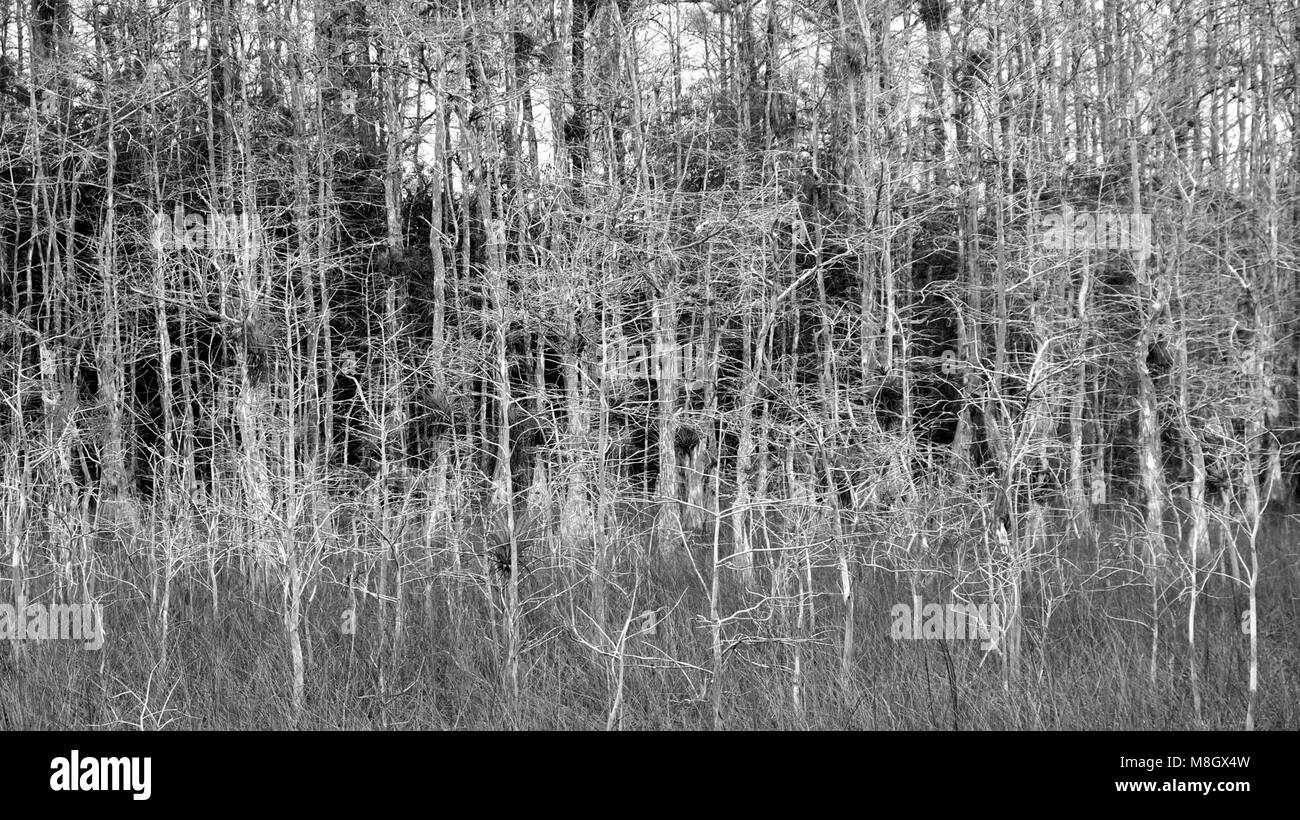 Big cypress national park Black and White Stock Photos & Images - Alamy