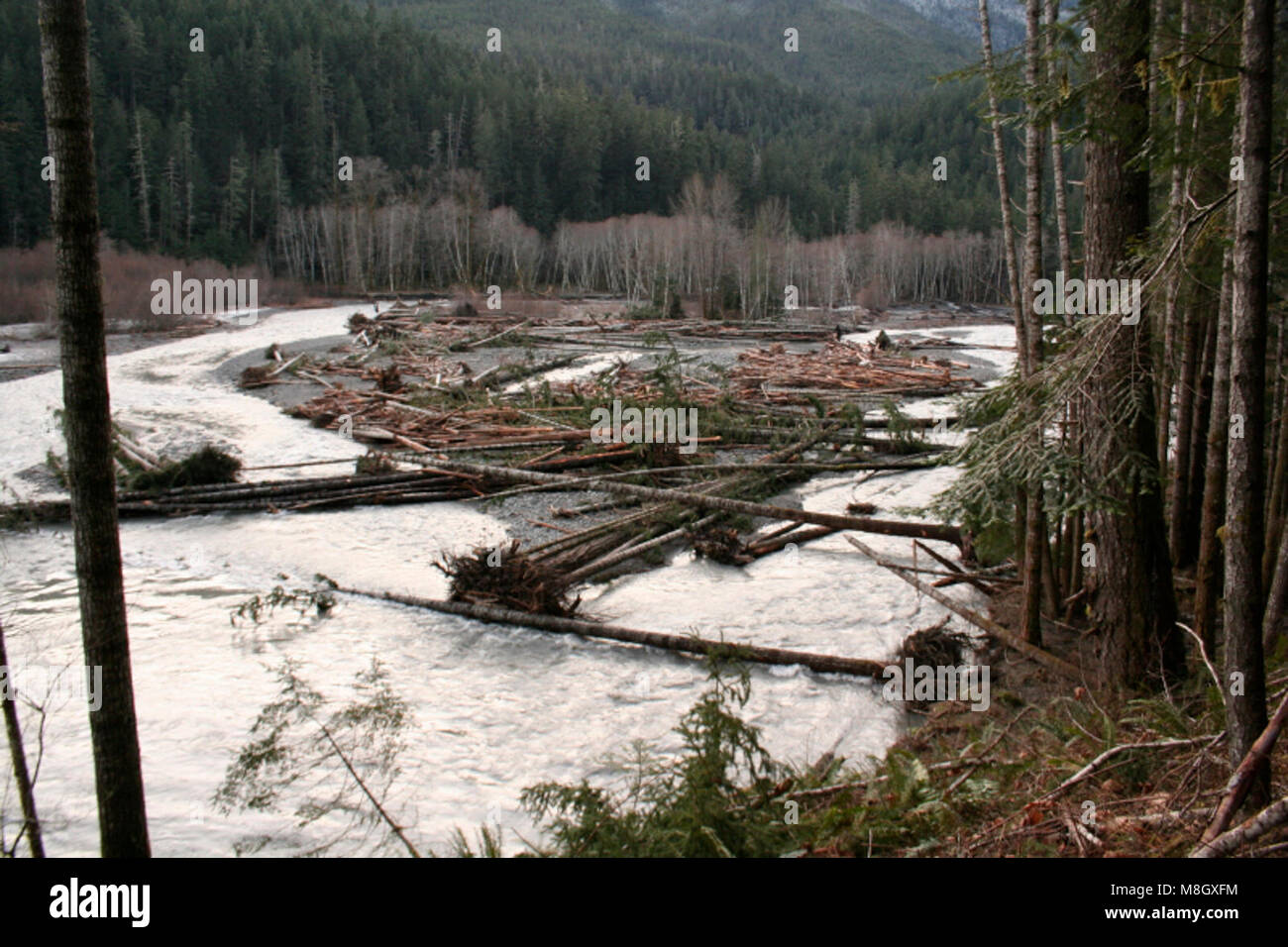 Elwha river flooding Stock Photo Alamy