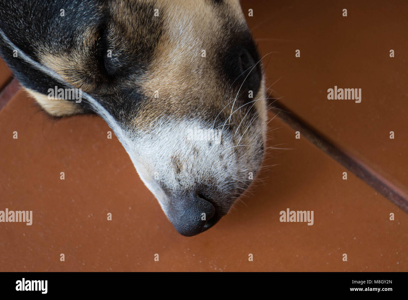 Snout of a dog sleeping on terracotta tiles image with copy space in