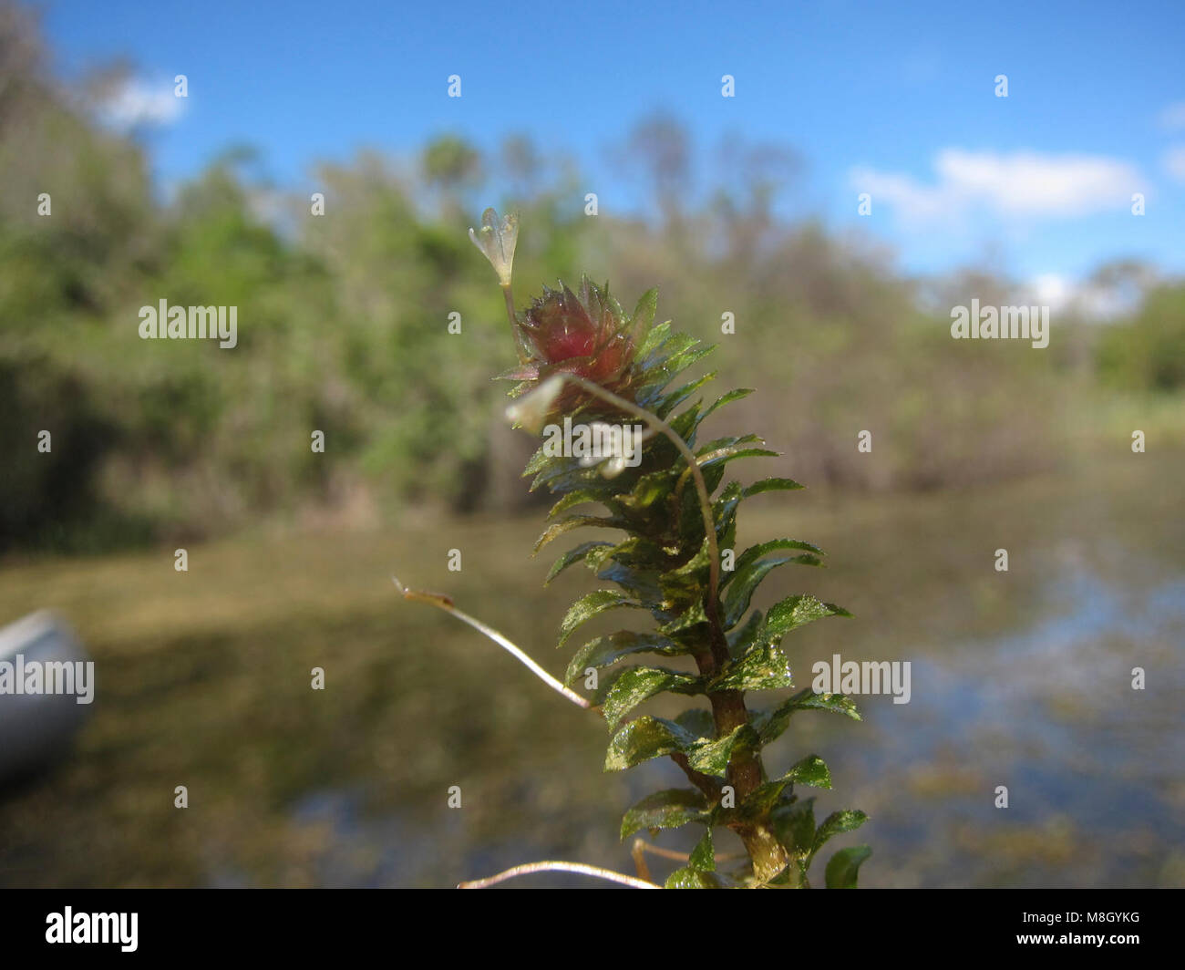 flowering hydrilla Stock Photo Alamy