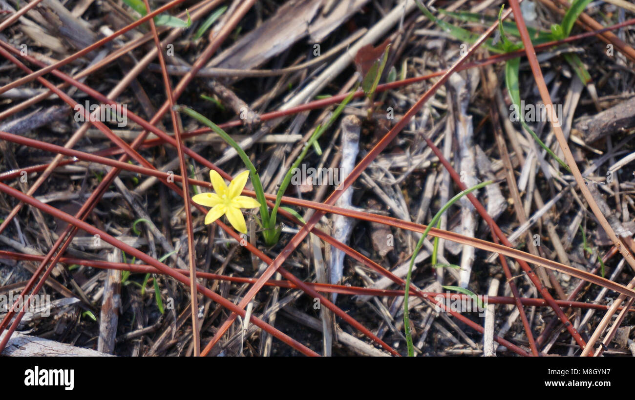 Fringed Yellow Star Grass   .Hypoxis juncea Stock Photo