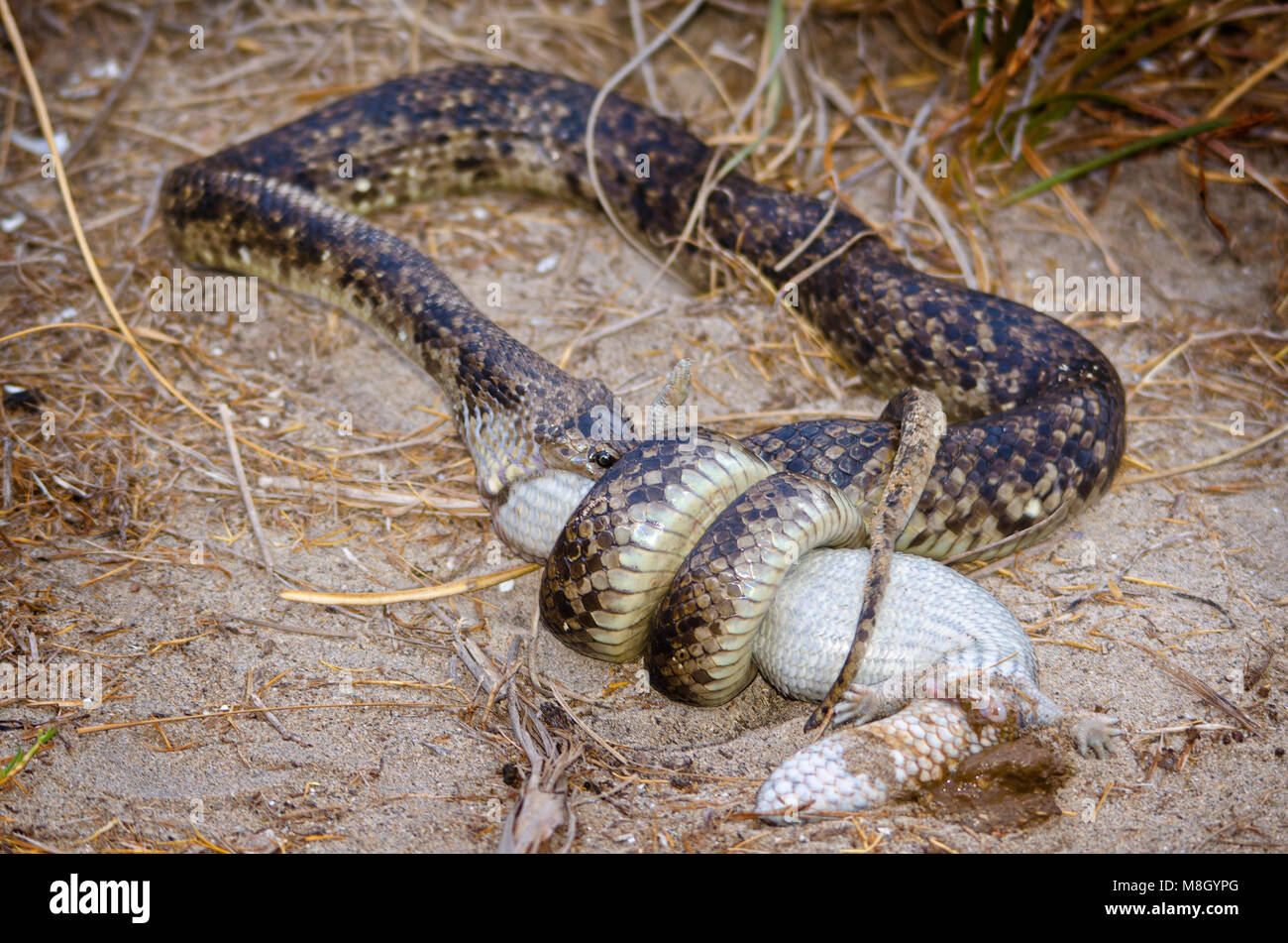 Anaconda Eating Cow