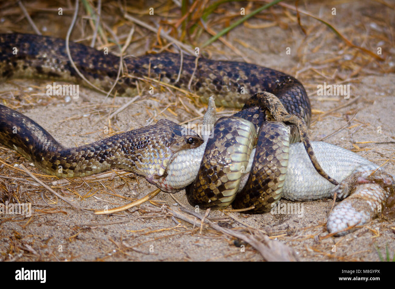 Python eating shingleback lizard, Western Australia Stock Photo - Alamy