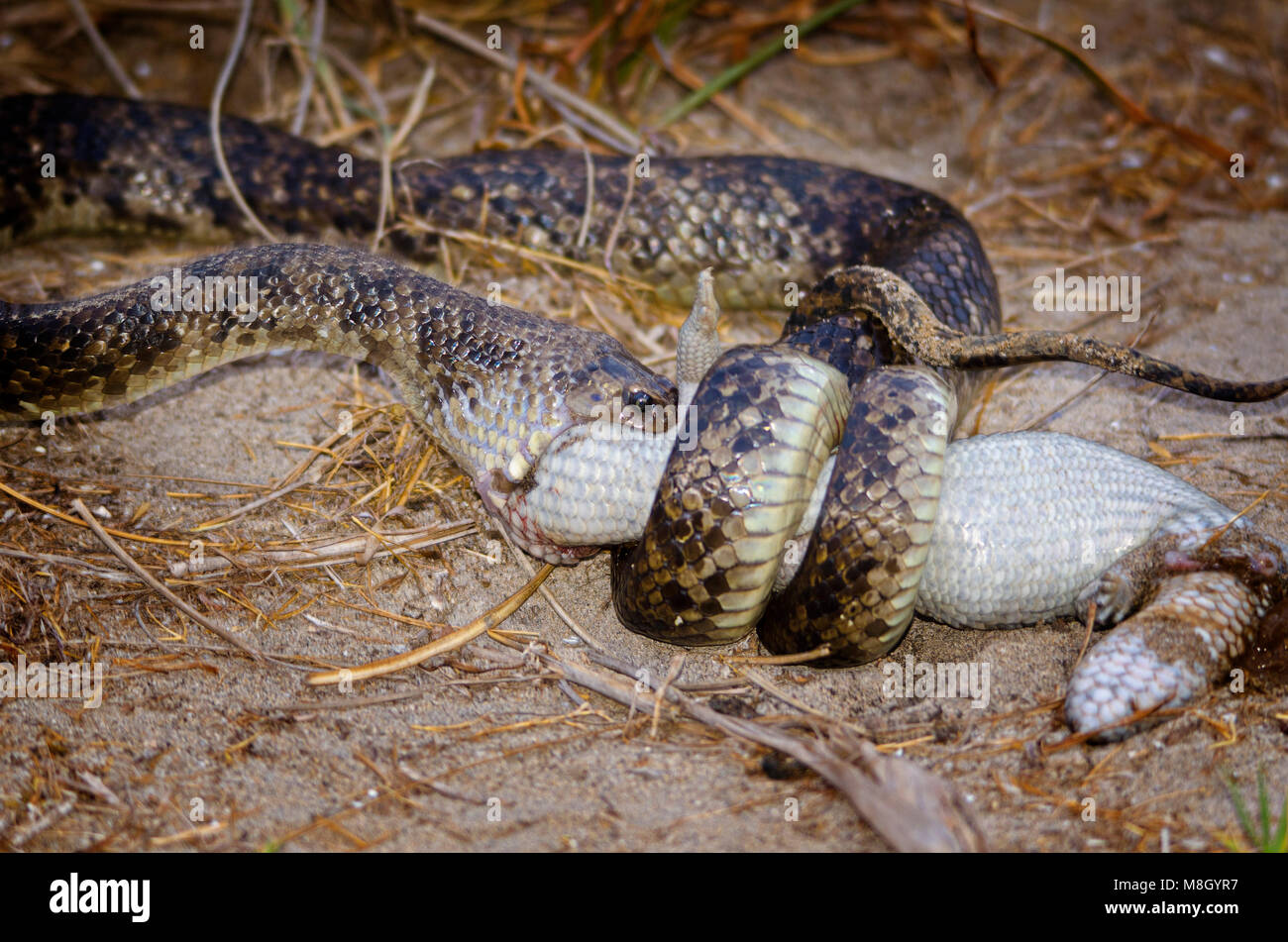 Python eating shingleback lizard, Western Australia Stock Photo - Alamy