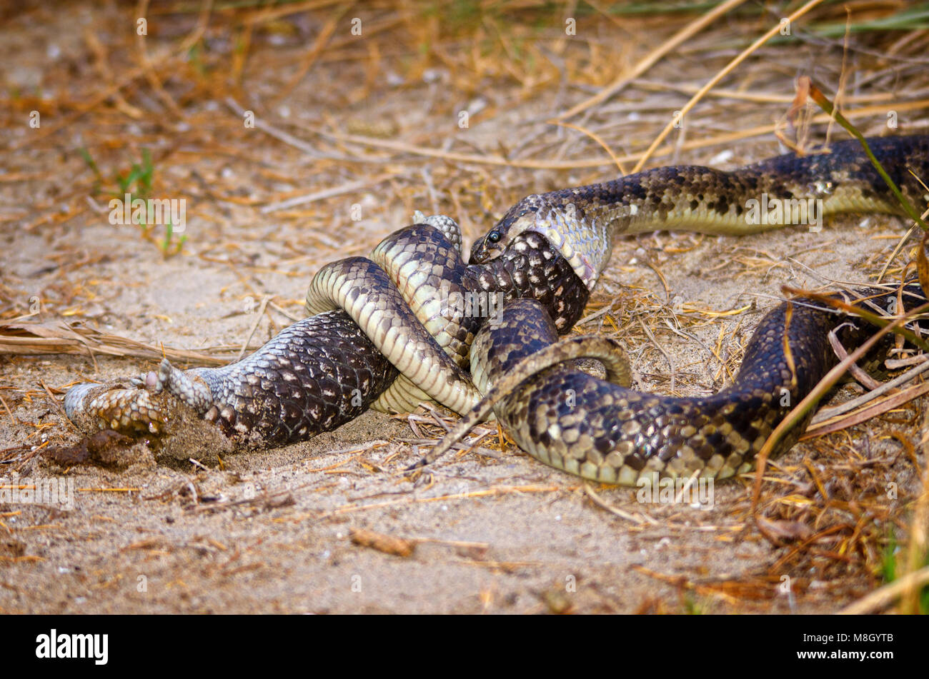 Python eating shingleback lizard, Western Australia Stock Photo Alamy