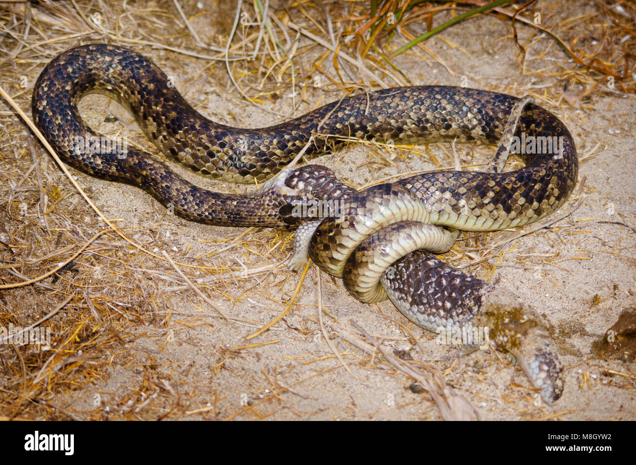Python eating shingleback lizard, Western Australia Stock Photo - Alamy