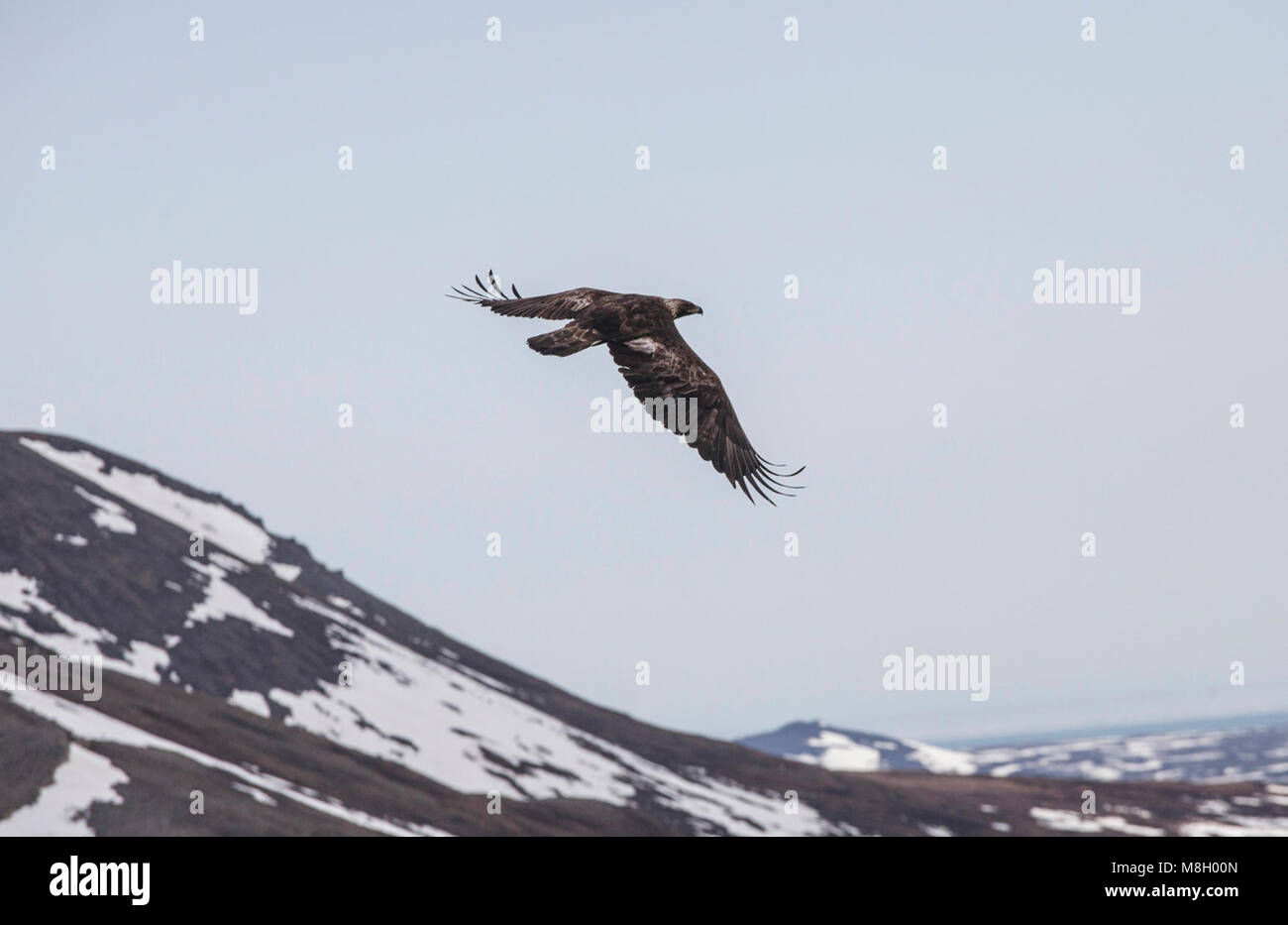 goldeneagleinflight Stock Photo Alamy