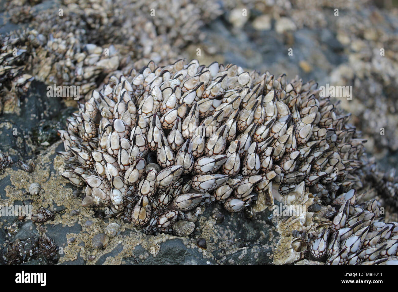gooseneck barnacles tidepools ruby beach coast d archuleta march Stock  Photo - Alamy