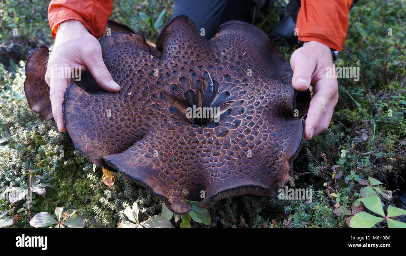 Hawk's Wing Mushroom (Sarcodon imbricatus)   .A person's hands show just how large a hawk's wing mushroom (this one found at Upper Twin Lake) can be. Stock Photo