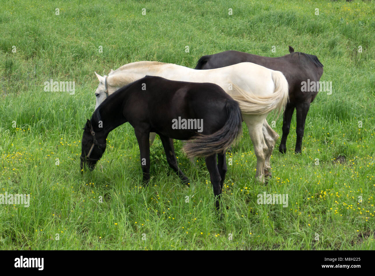 Black and white horses on the range . Stock Photo