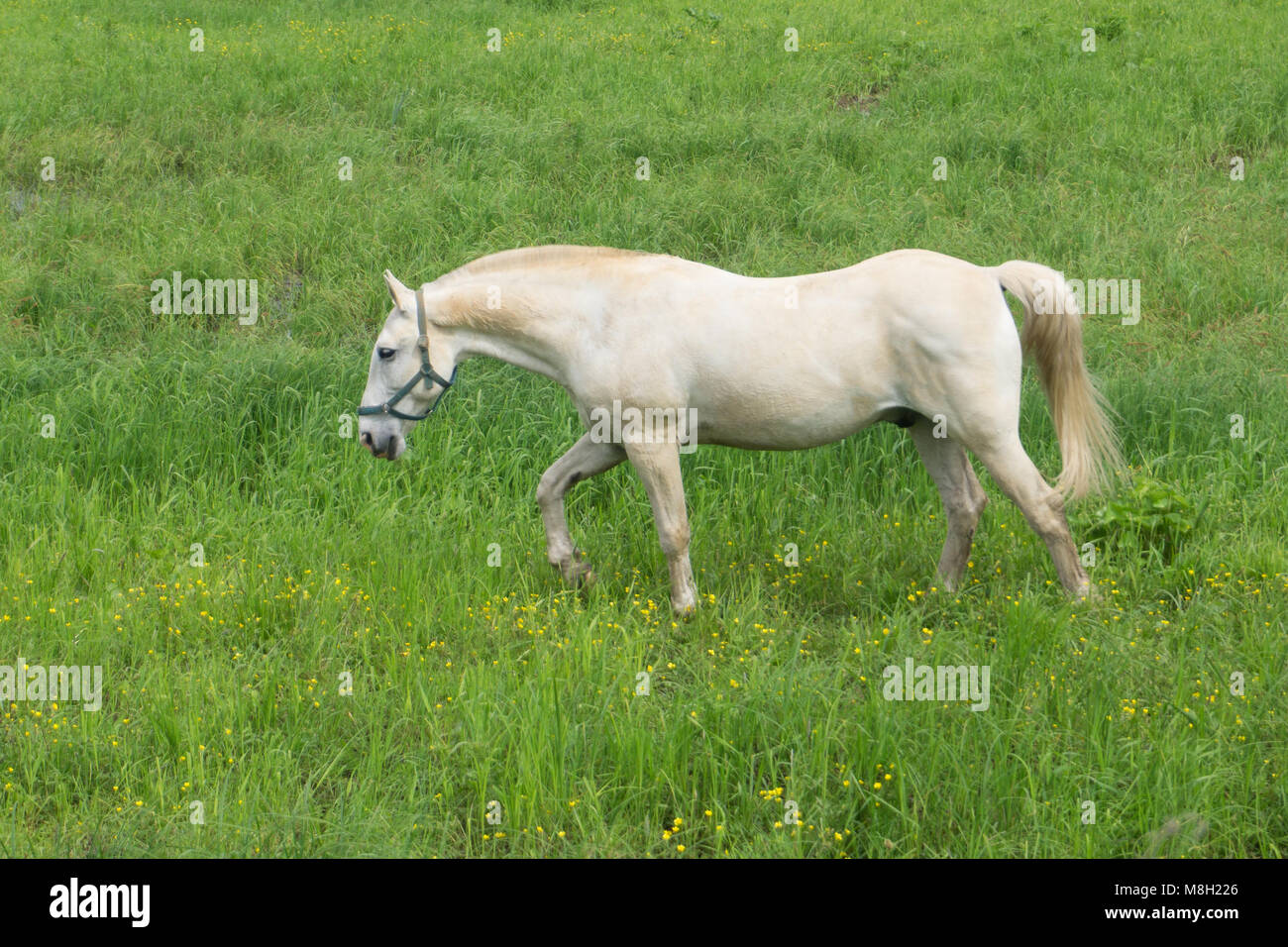 Wild white horse posing on a green background Stock Photo - Alamy