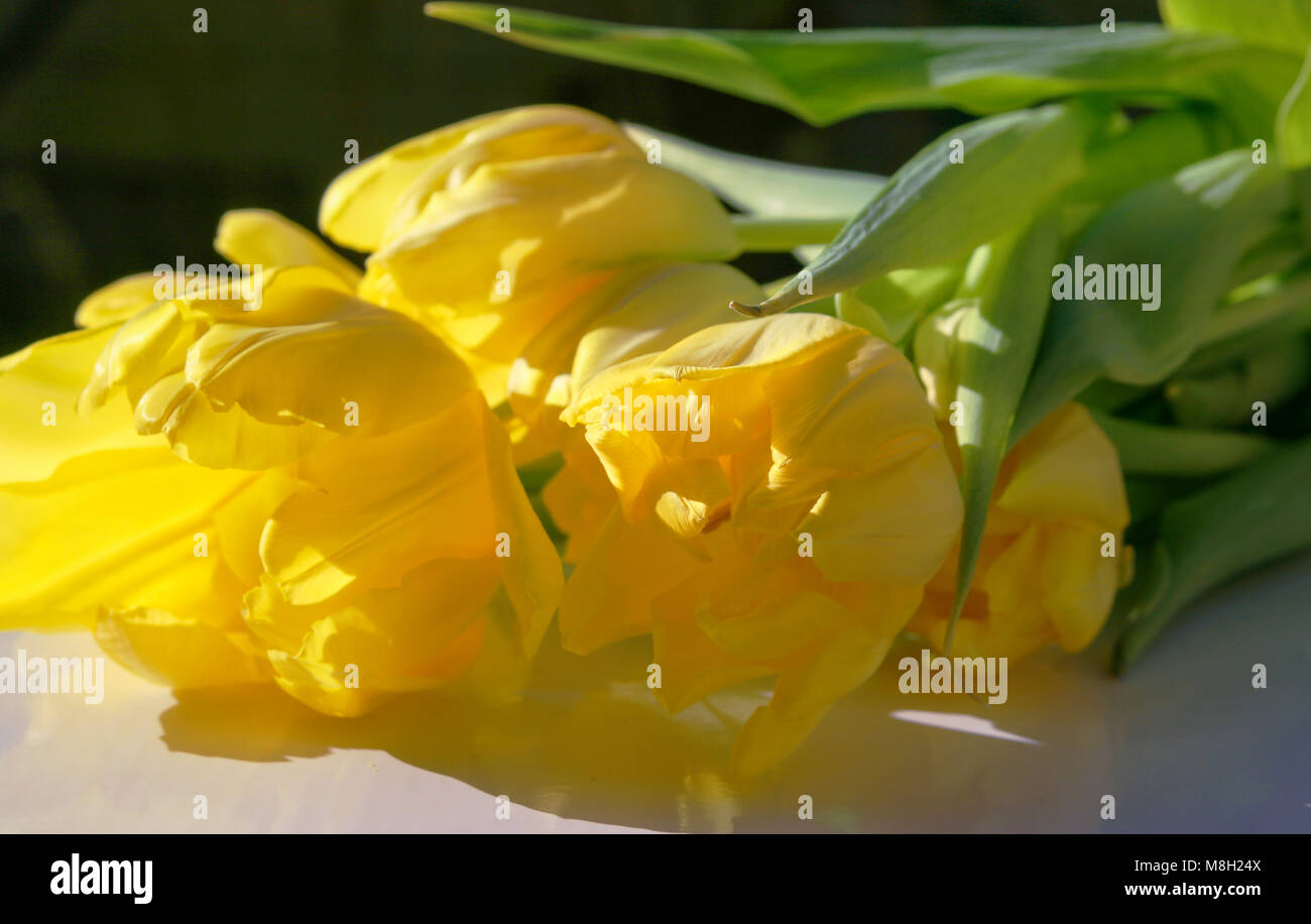 Bouquet of yellow tulips in the sun Stock Photo Alamy