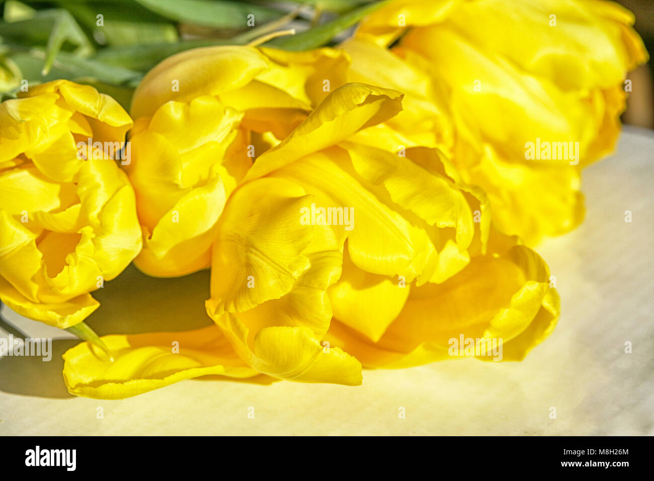 bunch of yellow tulips in sun Stock Photo - Alamy