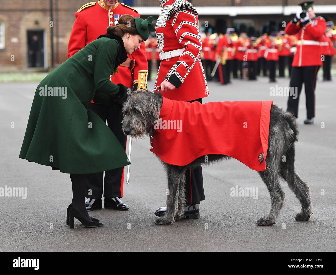 The Duchess of Cambridge presents a shamrock to Irish Guards mascot, Irish Wolfhound Domhnall, as she attends the regiment's St Patrick's Day parade at Cavalry Barracks in Hounslow, to present shamrock to officers and guardsmen of 1st Battalion the Irish Guards. Stock Photo
