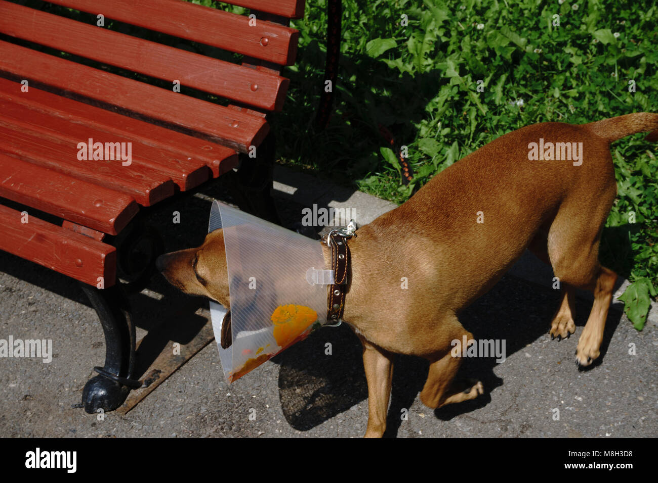 redhead dog collar on the head from scratching Stock Photo Alamy