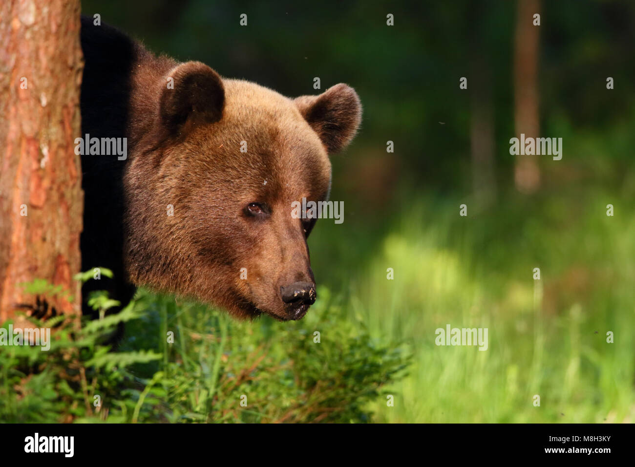 Wild Brown Bear (Ursus arctos) in boreal forest, Estonia, Europe Stock Photo