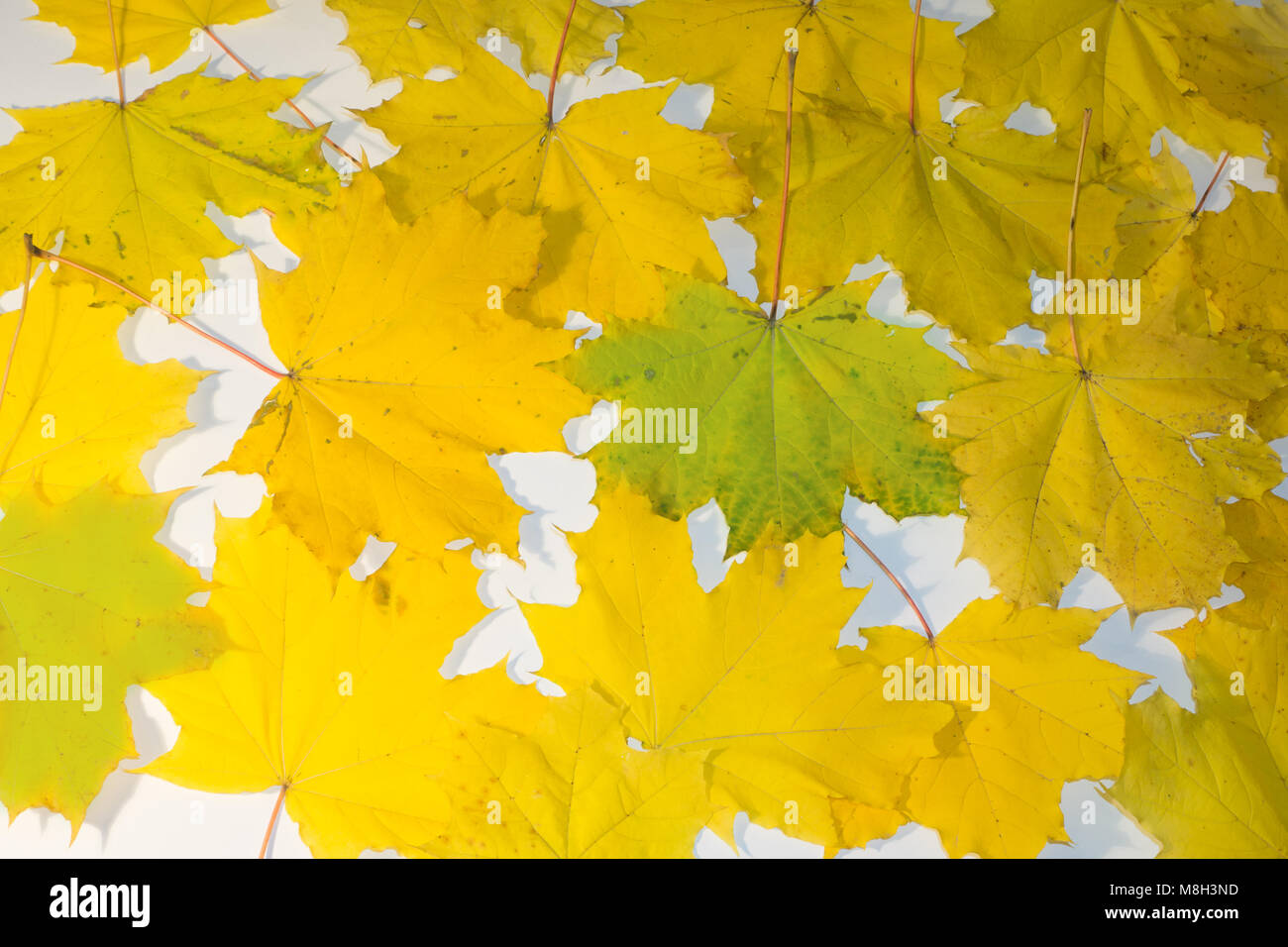 Autumn background from lot of fallen yellow leaves on the ground ...