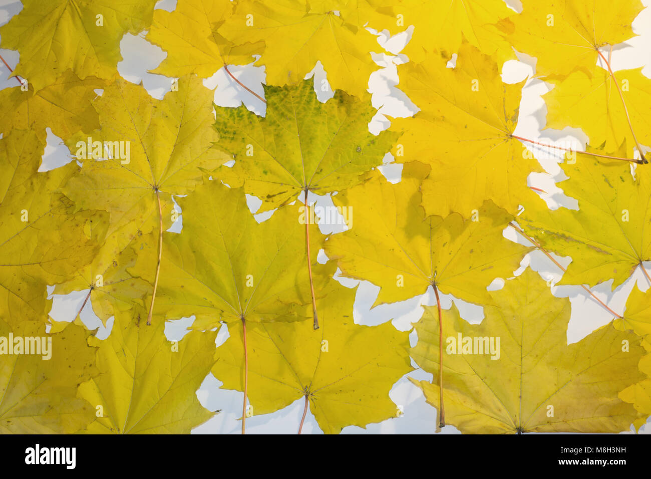 Yellow Maple leaves on a white background Stock Photo - Alamy