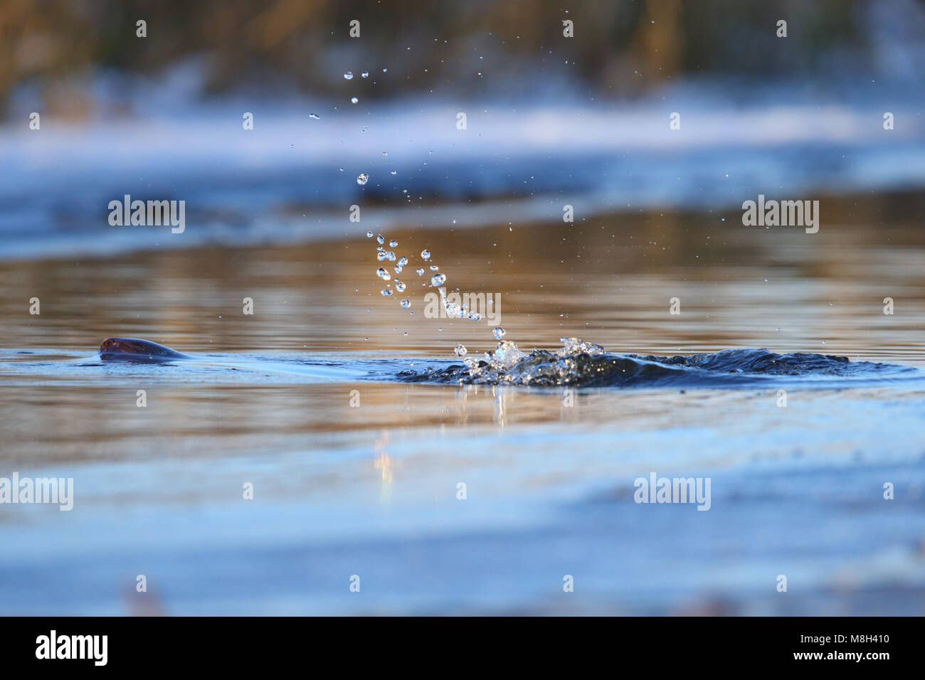 American Mink (Neovison vison) swimming by the river, winter, Europe. Stock Photo