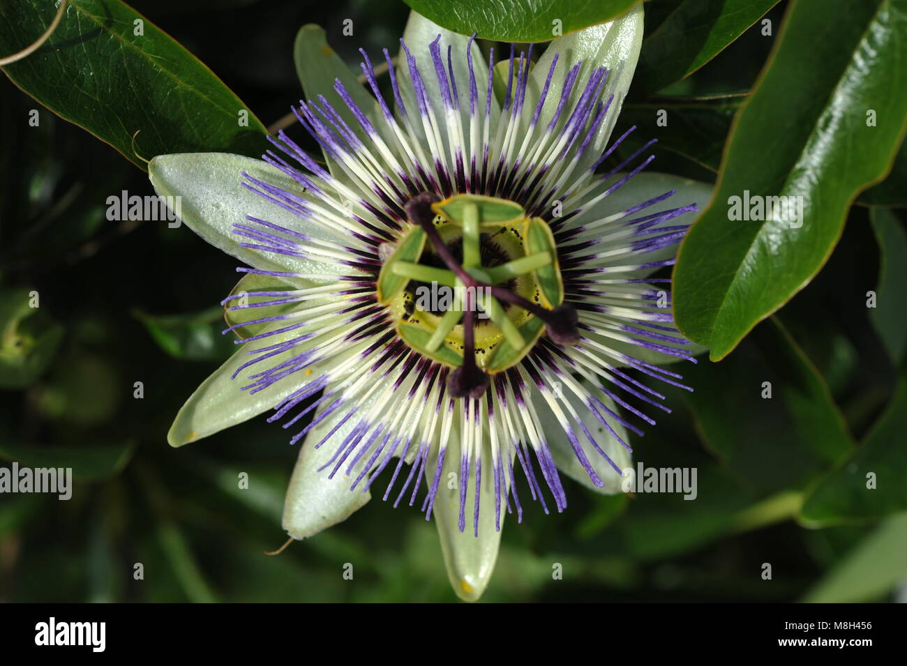 Passion flower close up  showing symmetry and purple and mauve  color patterning to attract pollinators Stock Photo