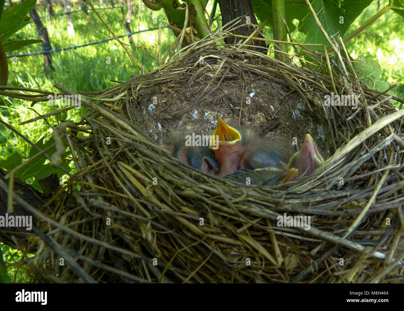 Turdus merula birds. birds in nest on a tree. Common Blackbird's nest with young birds. Stock Photo