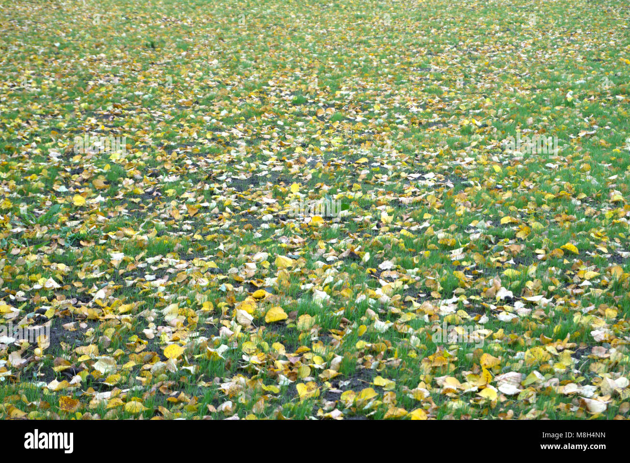 Fallen yellow leaves lying on green grass Stock Photo - Alamy