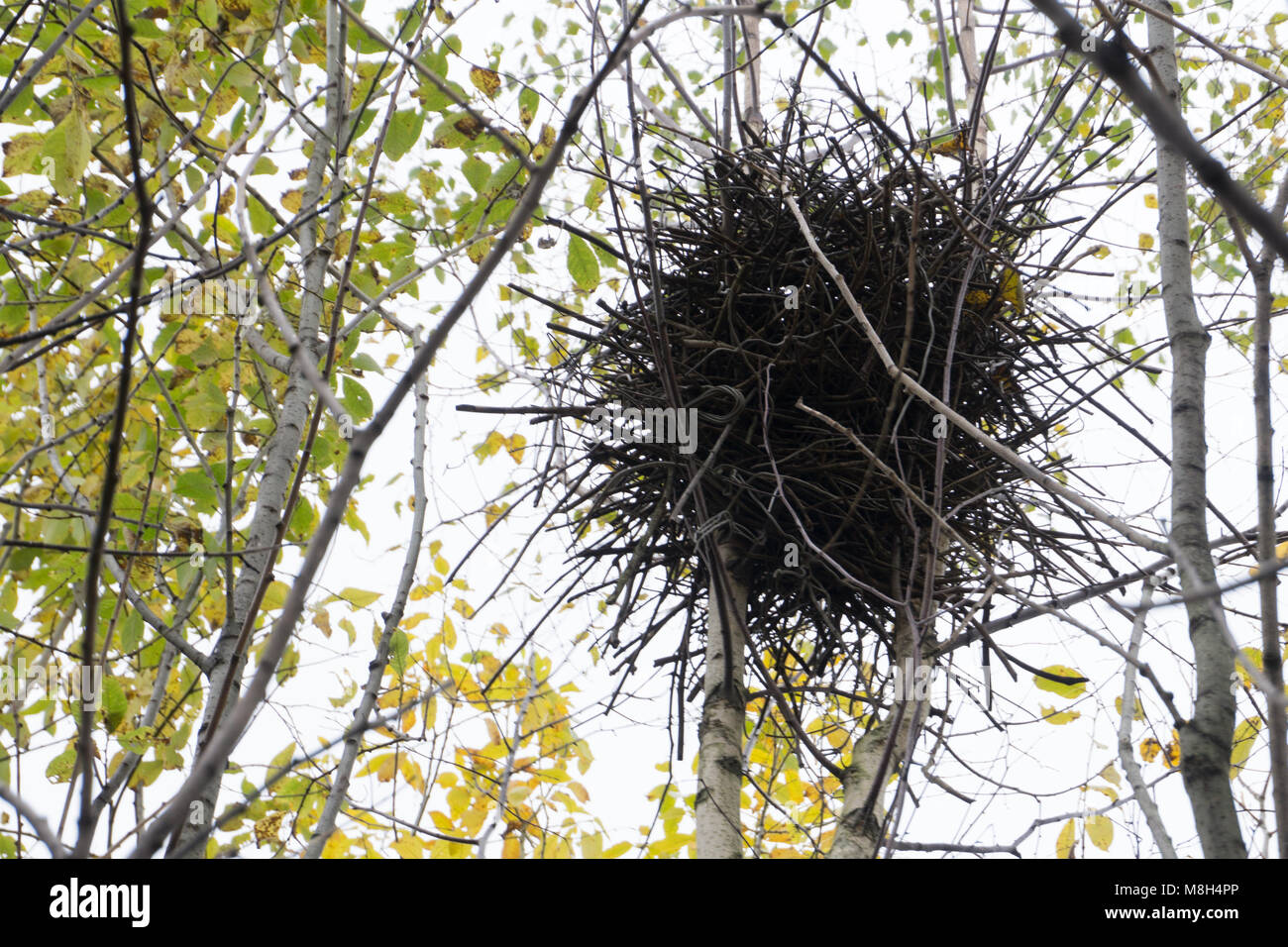 Empty bird's nest in autumn. Empty bird nest on tree. Empty small bird