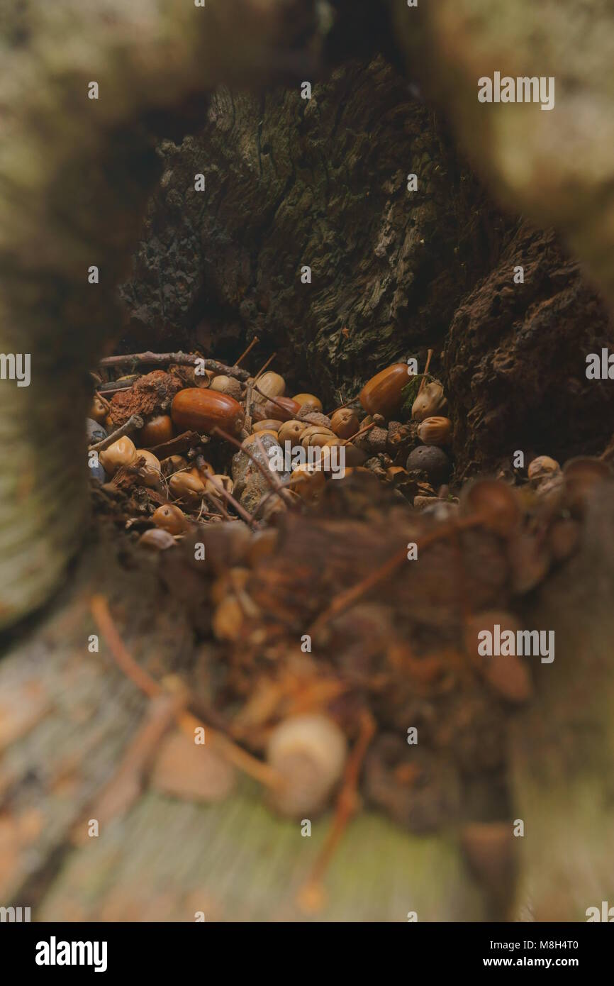 Hazelnuts and Acorns Stock Photo Alamy