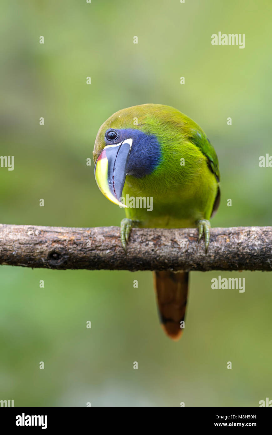 Emerald Toucanet - Aulacorhynchus prasinus, beautiful colorful toucan from Costa Rica forest. Stock Photo