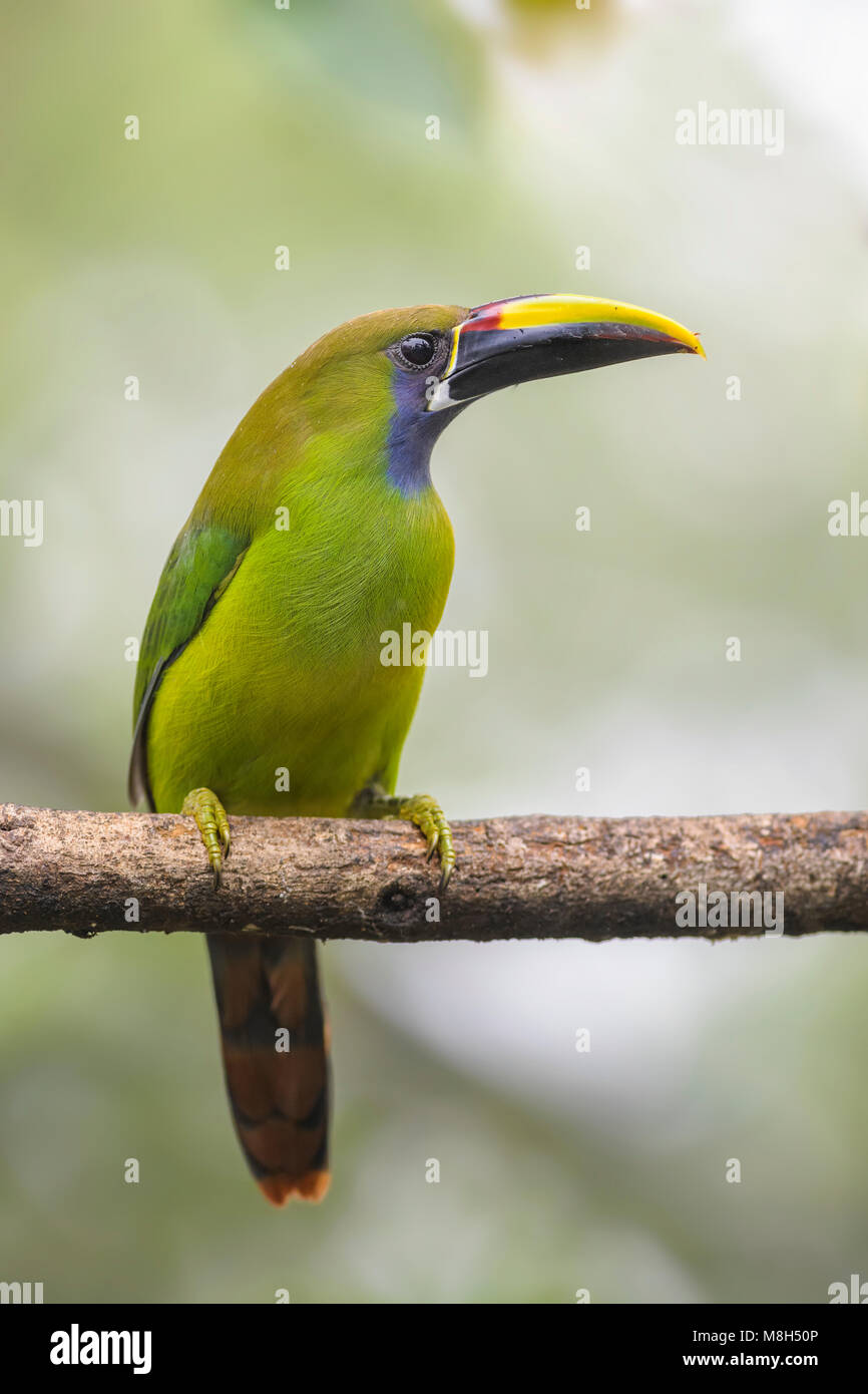 Emerald Toucanet - Aulacorhynchus prasinus, beautiful colorful toucan from Costa Rica forest. Stock Photo