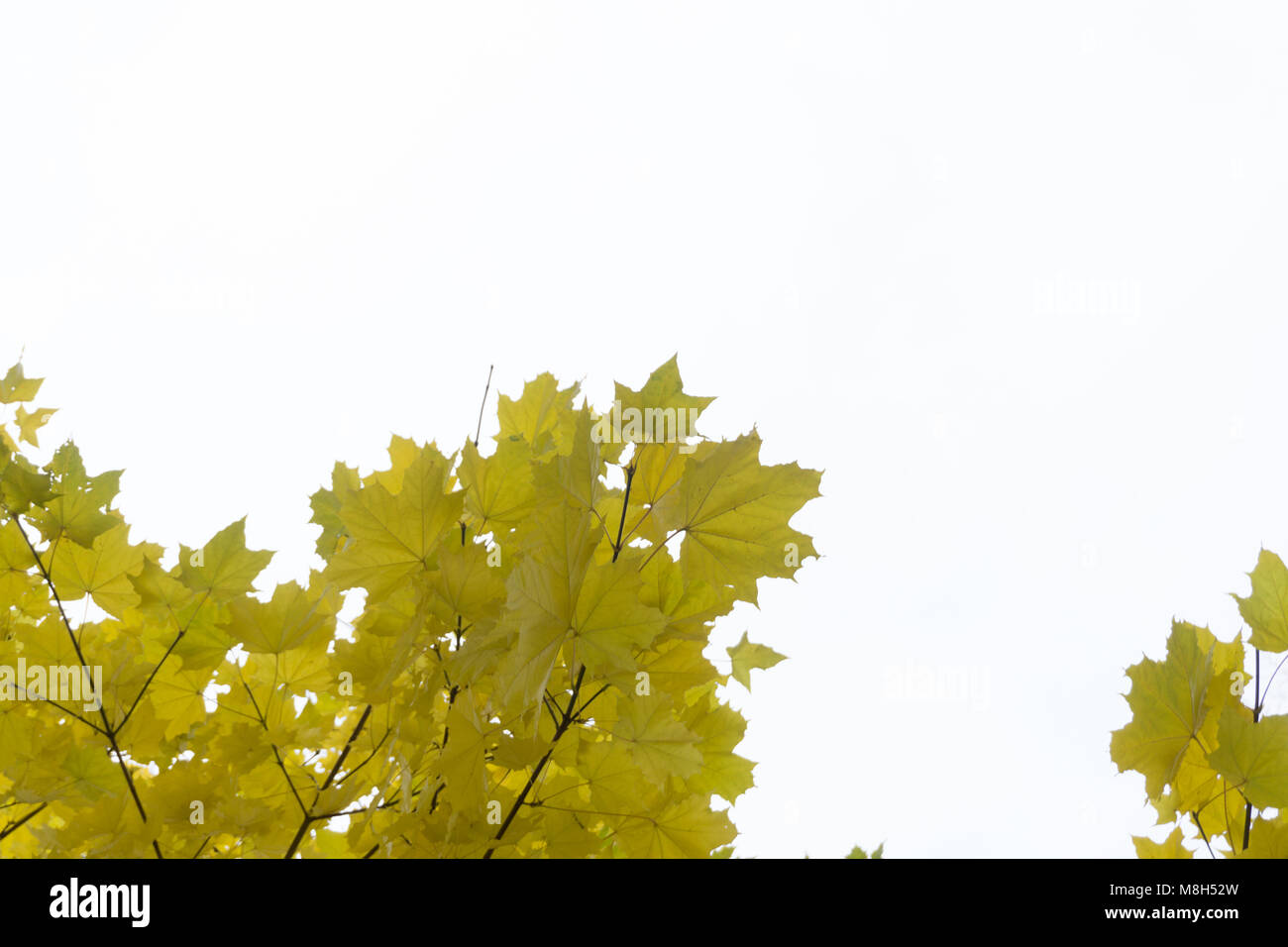 Autumn leaves with the blue sky background Stock Photo - Alamy