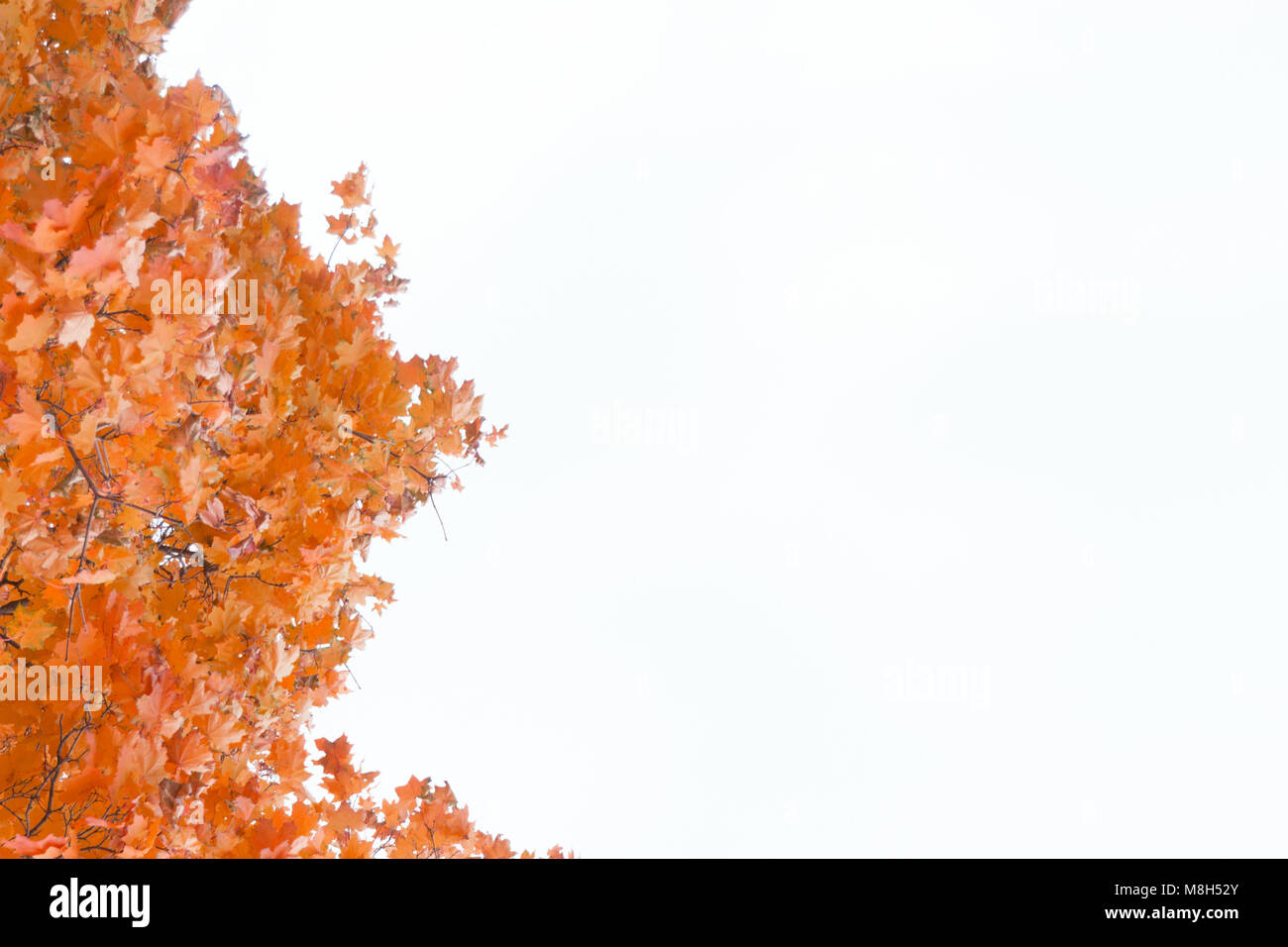 Colorful autumn maple leaves frame. Isolated on white background Stock ...