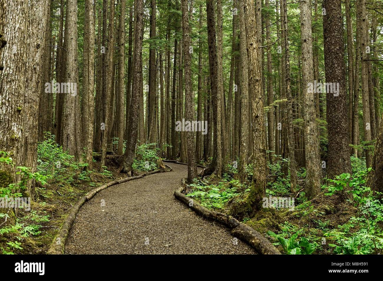 Hiking trail, Hoonah, Alaska, USA. Stock Photo