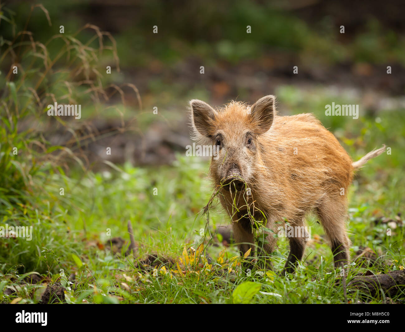 A young boar in the forest looking for food Stock Photo - Alamy