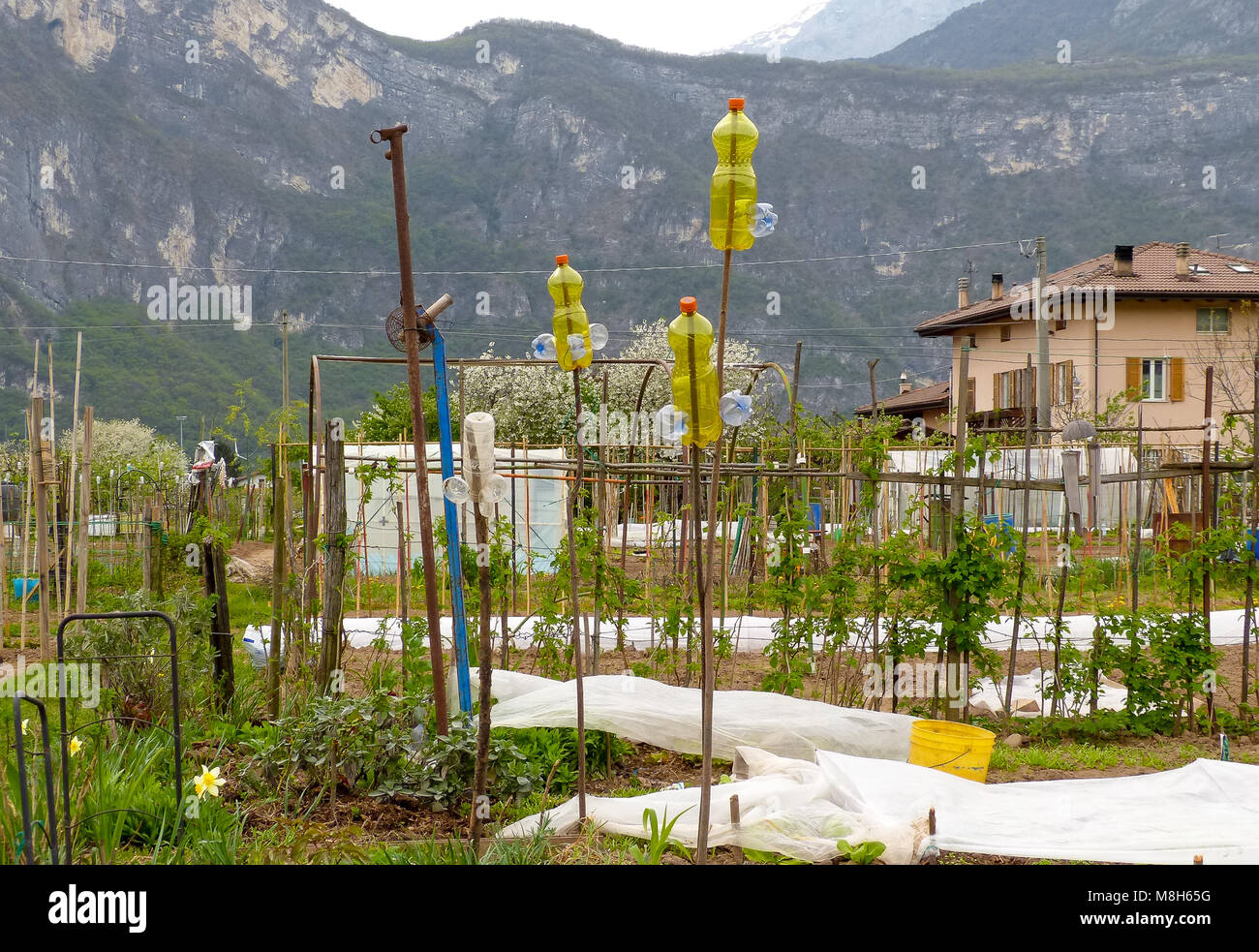 Group of Allotment plots where land is parcelled up for retirees to grow there own vegetables as a hobby - Trento, northern Italy, Europe Stock Photo