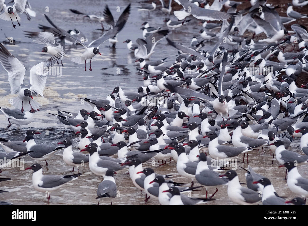 Laughing Gull, Leucophaeus atricilla, Reeds Beach, Delaware Bay, New Jersey, USA Stock Photo