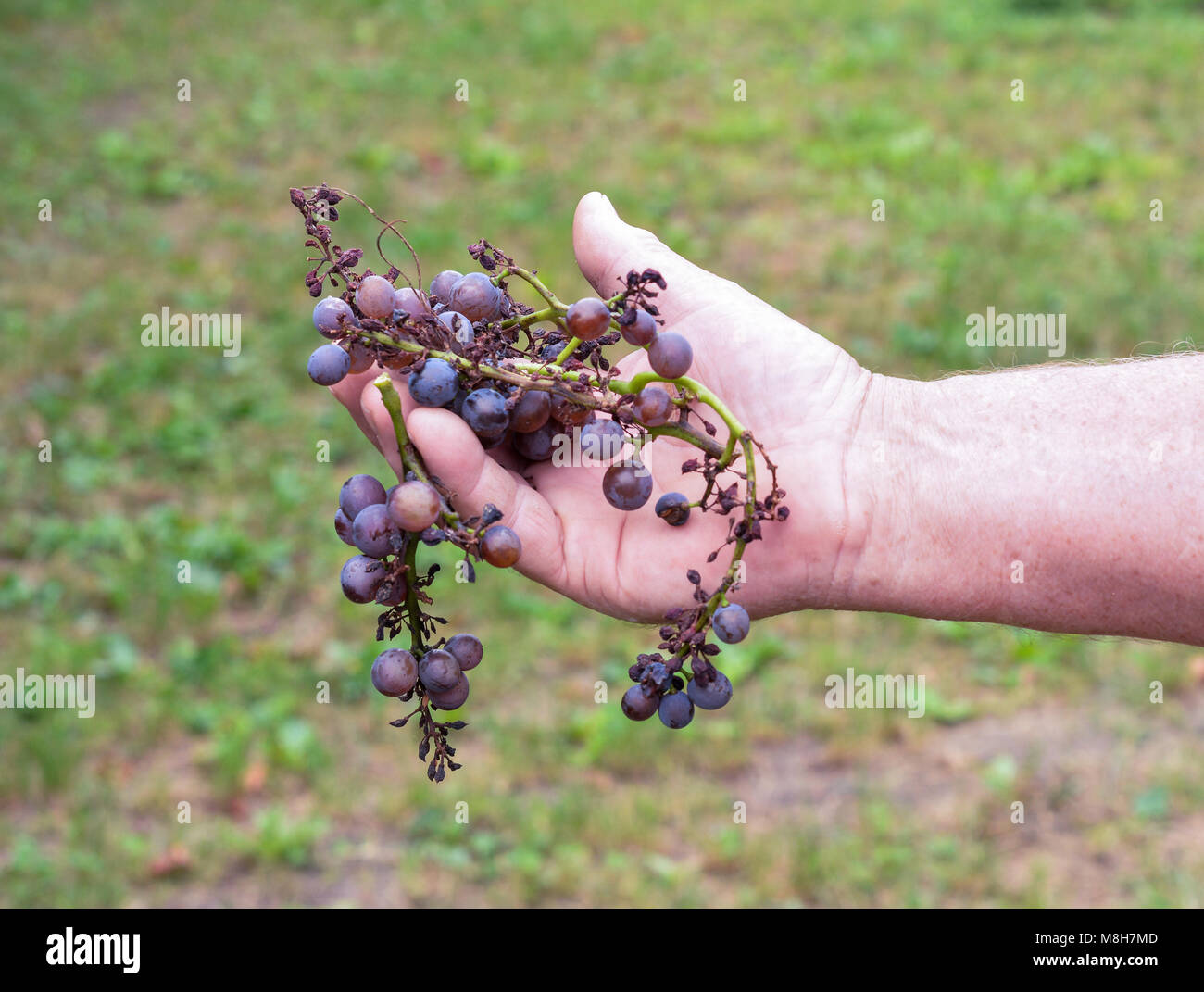 Grape Peronospora or downy mildew. Fungus vineyards. It causing grape diseases. It attacks the leaves, young wood, flowers and fruit. Stock Photo
