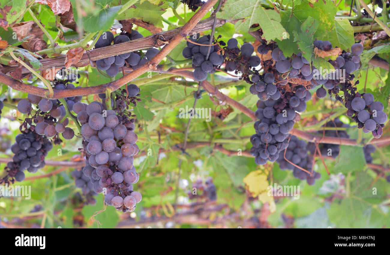 Grape Peronospora or downy mildew. Fungus vineyards. It causing grape diseases. It attacks the leaves, young wood, flowers and fruit. Stock Photo