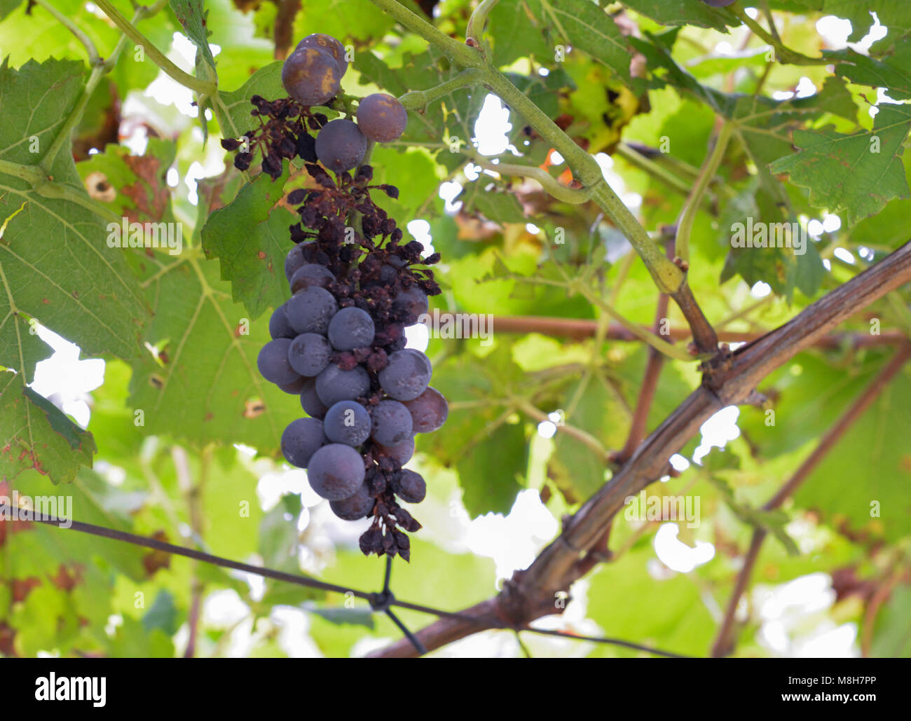 Grape Peronospora or downy mildew. Fungus vineyards. It causing grape diseases. It attacks the leaves, young wood, flowers and fruit. Stock Photo