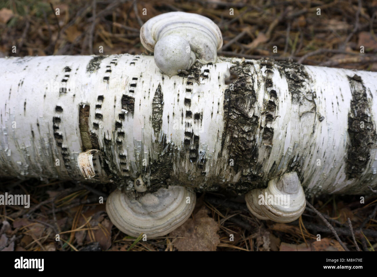 Chaga mushroom Inonotus obliquus on the birch tree trunk close up.Shelf fungus mushroom in the