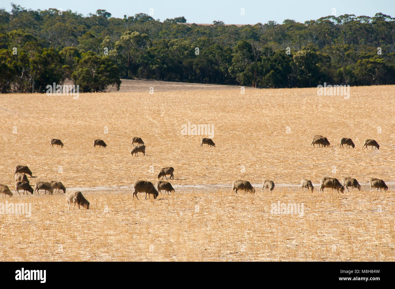 Sheep Pasture in the Wheatbelt - Western Australia Stock Photo