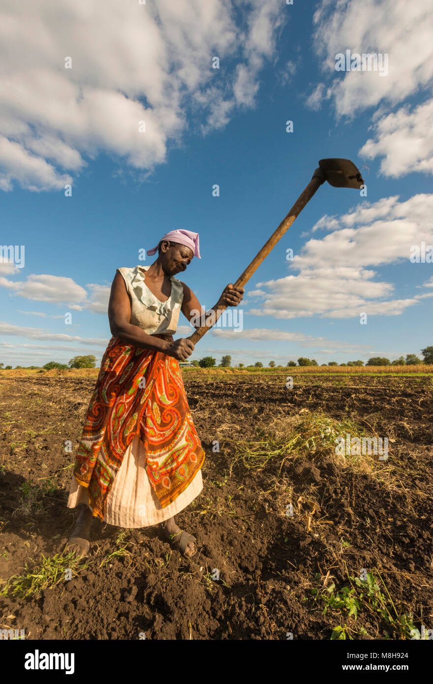 Woman plough a field with hoes in Zimbabwe. Stock Photo